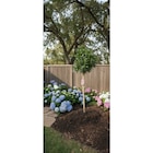 Laurier rose sur tige en promo chez Carrefour Perpignan à 49,99 €