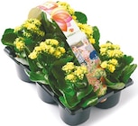 Netto mit dem Scottie Struppen - 6er-Pack Garten-Kalanchoe Angebot im Prospekt 6er-Pack Garten-Kalanchoe bei Netto mit dem Scottie im Struppen Prospekt für 6,49 €