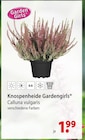 Knospenheide bei bauSpezi im Freystadt Prospekt für 1,99 €