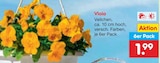Viola im aktuellen Netto Marken-Discount Prospekt