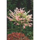 Saule crevette - Carrefour à Quimper Saule crevette en promo chez Carrefour Quimper à 14,99 €