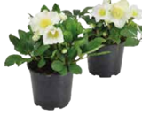 5er Rosenstrauß oder "Helleborus" Christrose von  im aktuellen EDEKA Prospekt für 4,99 €