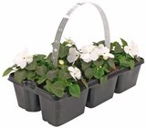 Tagetes Angebote bei REWE Görlitz für 3,99 €