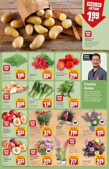 Zimmerpflanzen im REWE Prospekt "Dein Markt" mit 38 Seiten (Hamburg)
