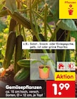 Aktuelles Gemüsepflanzen Angebot bei Netto Marken-Discount in Wuppertal ab 1,99 €