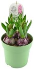 Blumenzwiebeln im Topf im Angebot bei REWE in Elmshorn Blumenzwiebeln im Topf Angebote bei REWE Elmshorn für 2,49 €