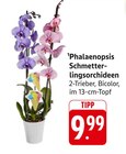 Phalaenopsis Schmetterlingsorchideen im Angebot bei E center in Ulm Phalaenopsis Schmetterlingsorchideen Angebote bei E center Ulm für 9,99 €