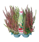 4er-Pack Calluna 'Beauty Ladies' bei Netto mit dem Scottie im Doberlug-Kirchhain Prospekt für 5,99 €