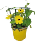 Schwarzäugige Susanne (Thunbergia alata) im aktuellen Prospekt bei Globus-Baumarkt in Laubenheim