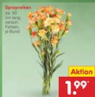 Aktuelle Blumen Angebote bei Netto Marken-Discount in Braunschweig Aktuelles Spraynelken Angebot bei Netto Marken-Discount in Braunschweig ab 1,99 €