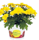 Pflanzen Kölle Neuenhagen - Chrysanthemen Selektion Angebot im Prospekt Chrysanthemen Selektion bei Pflanzen Kölle im Neuenhagen Prospekt für 3,99 €