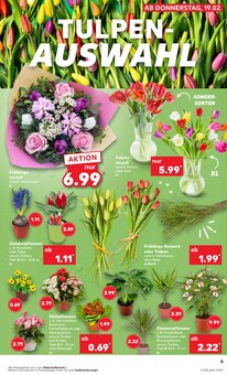 Tulpen im Kaufland Prospekt "Hier bin ich richtig" mit 67 Seiten (Aachen)