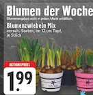 Blumenzwiebeln Mix Angebote bei EDEKA Kamen für 1,99 €