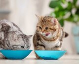 Katzen Nassnahrung Angebote von Gut & Günstig bei EDEKA Kiel für 0,50 €