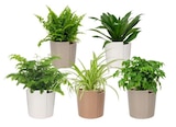 Plantes vertes en promo chez Carrefour Meaux à 5,99 €