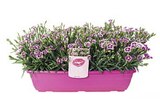 JARDINIÈRE D’ŒILLETS ‘PINK KISSES’ à Truffaut dans Noisy-sur-Oise JARDINIÈRE D’ŒILLETS ‘PINK KISSES’ à Truffaut dans Noisy-sur-Oise