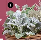 Silberblatt Angebote bei Dehner Garten-Center Unna für 0,69 €