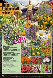 Blumen im Hornbach Prospekt "Willkommen in Deiner Wachstumszone." mit 30 Seiten (Kassel)