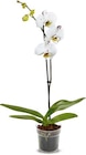 Orchidee Phalaenopsis im Angebot bei Netto Marken-Discount in Köln Orchidee Phalaenopsis Angebote bei Netto Marken-Discount Köln für 5,99 €