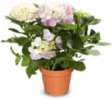 Hortensien im Angebot bei Netto Marken-Discount in Völklingen Hortensien Angebote bei Netto Marken-Discount Völklingen für 6,99 €