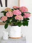 Pflanzen Kölle Hamburg - Hortensie Hydrangea macrophylla Angebot im Prospekt Hortensie Hydrangea macrophylla bei Pflanzen Kölle im Hamburg Prospekt für 9,99 €