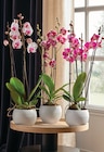 Phalaenopsis 3 Tiges Pot 12 cm en promo chez Intermarché Express Pau à 11,99 €