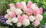 Aktuelles Rispenhortensie 'Living Creations' Angebot bei OBI in Erfurt ab 24,99 €