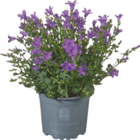 Glockenblume "Campanula" bei tegut im Laufach Prospekt für 4,99 €