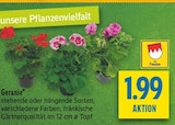 Aktuelles Geranie Angebot bei diska in Dresden ab 1,99 €