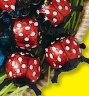 Kleine Schokoladenkäfer von FAVORINA im aktuellen Lidl Prospekt