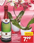 Orchidee am Bogen bei Netto Marken-Discount im Rheinbach Prospekt für 7,99 €