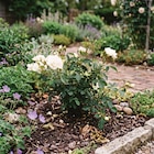 Ma Jardinerie Arc-lès-Gray - Promo Opalia® blanc Promo Opalia® blanc à 15,99 € dans le catalogue Ma Jardinerie à Arc-lès-Gray