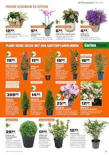 Zimmerpflanzen im OBI Prospekt "FÜRS PFLANZEN GEMACHT." mit 12 Seiten (Essen)