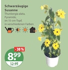 Schwarzäugige Susanne von  im aktuellen V-Markt Prospekt für 8,99 €