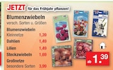 Blumenzwiebeln Angebote bei Zimmermann Bremen für 1,39 €