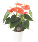 Flamingoblume Anthurium „Top Mix“ im aktuellen V-Markt Prospekt für 4,99 €
