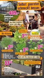 Hornbach Minze im Prospekt 