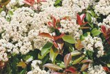 Photinia Red Robin dans le catalogue Hyper U