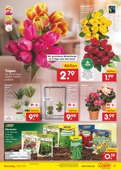 Aktueller Netto Marken-Discount Prospekt mit Tulpen, "Aktuelle Angebote", Seite 25