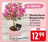 E center Offenburg - Wunderblume Bougainvillea Angebot im Prospekt Wunderblume Bougainvillea bei E center im Offenburg Prospekt für 12,99 €