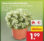 bienenfreundliche Stauden von  im aktuellen Netto Marken-Discount Prospekt für 1,99 €