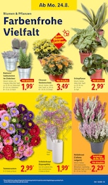 Blumen im Lidl Prospekt LIDL LOHNT SICH auf S. 15