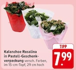 EDEKA Bruchsal - Kalanchoe Rosalina in Pastell-Geschenkverpackung Angebot im Prospekt Kalanchoe Rosalina in Pastell-Geschenkverpackung bei EDEKA im Bruchsal Prospekt für 7,99 €