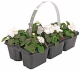 Tagetes Angebote bei REWE Cottbus für 3,99 €