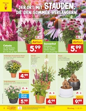Stauden im Netto Marken-Discount Prospekt in Nordhorn Aktueller Netto Marken-Discount Prospekt mit Stauden, "Aktuelle Angebote", Seite 8