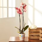 Orchidée Phalaenopsis en promo chez Carrefour Market Roubaix à 6,99 €