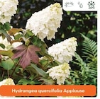 Ma Jardinerie Arc-lès-Gray - Promo Hydrangea quercifolia Applause Promo Hydrangea quercifolia Applause à 19,50 € dans le catalogue Ma Jardinerie à Arc-lès-Gray