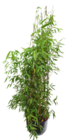 Schwarzroter Gartenbambus Fargesia sp. »Black Cherry« Angebote bei Pflanzen Kölle Leinfelden-Echterdingen für 24,99 €