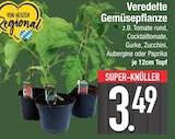 Veredelte Gemüsepflanze  im aktuellen EDEKA Prospekt für 3,49 €