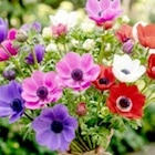Riesenauswahl Herbstblumenzwiebeln Angebote bei Thomas Philipps Bergkamen für 1,99 €